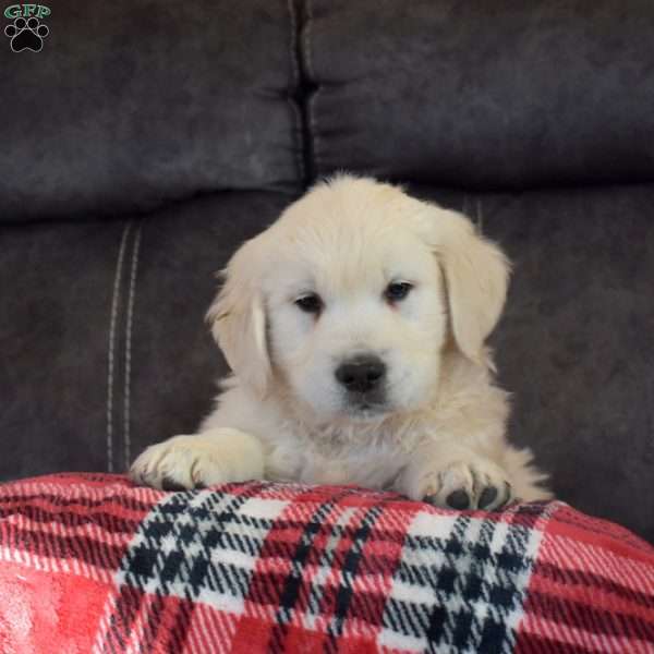 Jingle Bells, English Cream Golden Retriever Puppy