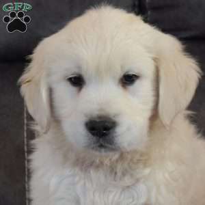 Jingle Bells, English Cream Golden Retriever Puppy