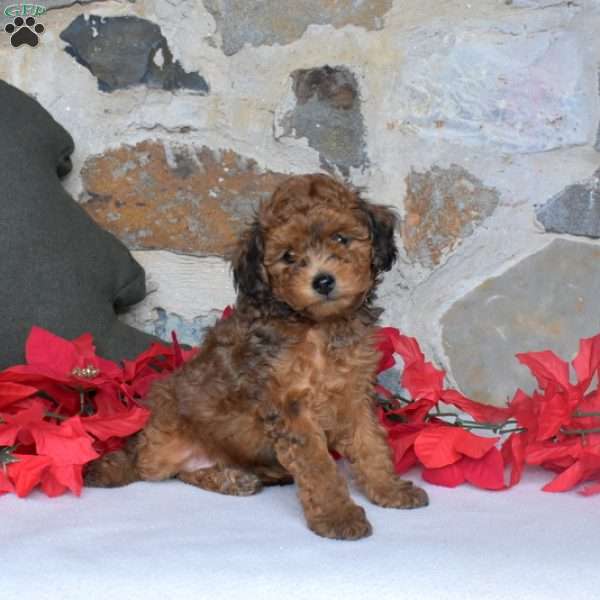 Jingle, Miniature Poodle Puppy