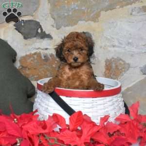 Jingle, Miniature Poodle Puppy