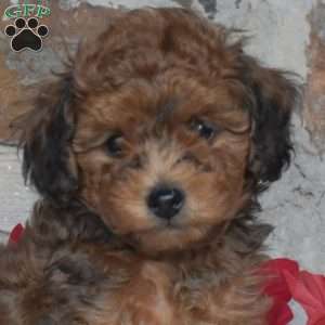 Jingle, Miniature Poodle Puppy