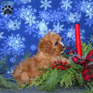 Jingle, Cavapoo Puppy