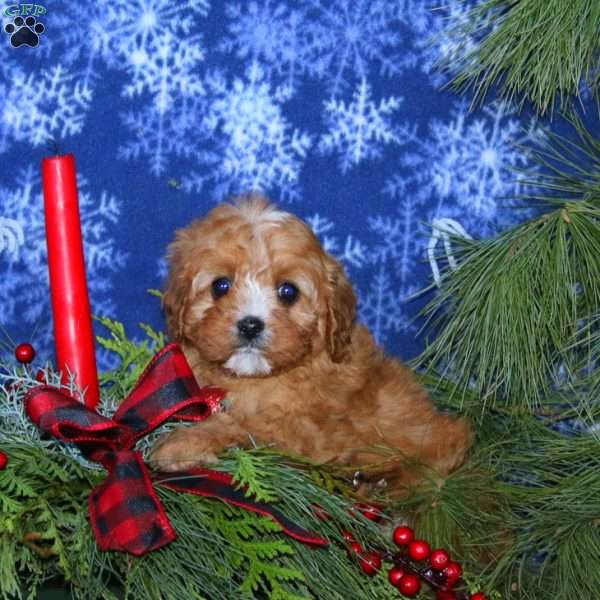 Jingle, Cavapoo Puppy