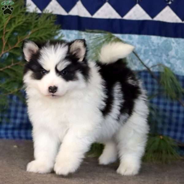 Jingle, Pomsky Puppy