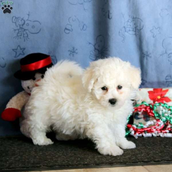 Jingle, Bichon Frise Puppy