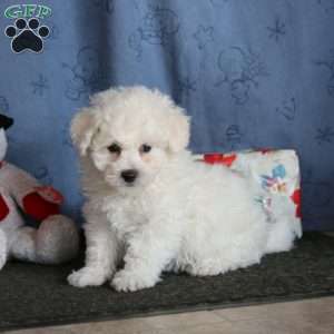 Jingle, Bichon Frise Puppy