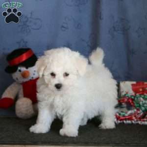 Jingle, Bichon Frise Puppy