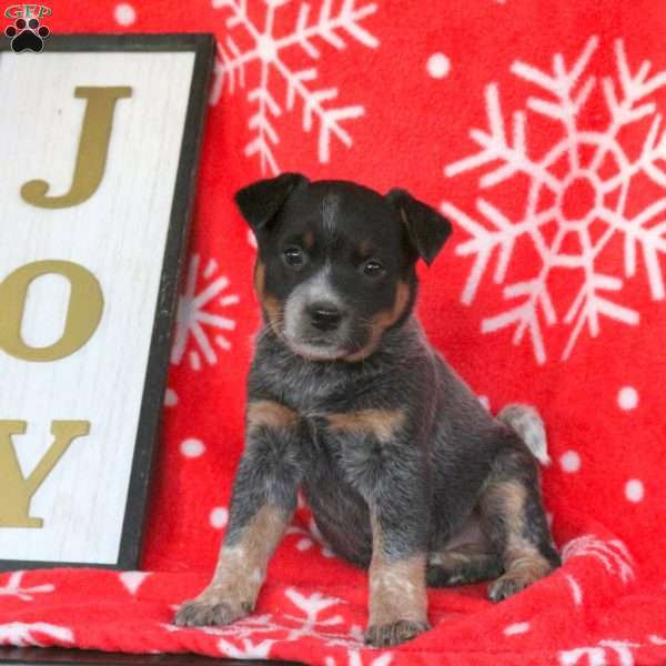Jingles, Blue Heeler – Australian Cattle Dog Puppy