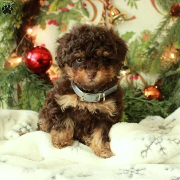 Jingles, Miniature Poodle Puppy