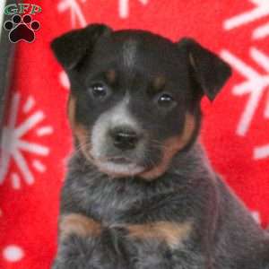 Jingles, Blue Heeler – Australian Cattle Dog Puppy