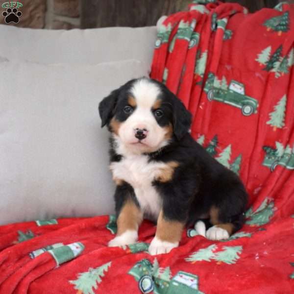 Jingles, Bernese Mountain Dog Puppy