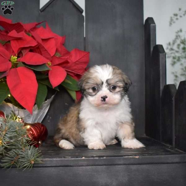 Jingles, Mal-Shi Puppy