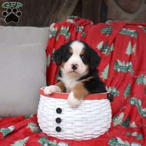 Jingles, Bernese Mountain Dog Puppy