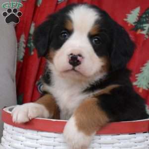 Jingles, Bernese Mountain Dog Puppy