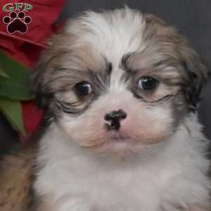 Jingles, Mal-Shi Puppy