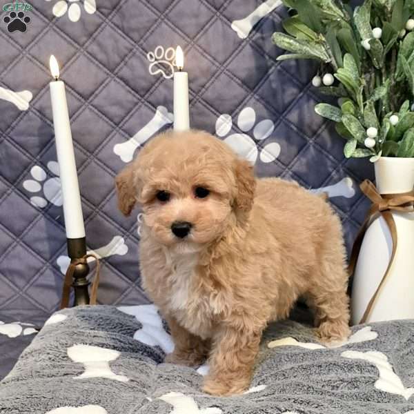 Jitterbug, Bich-Poo Puppy