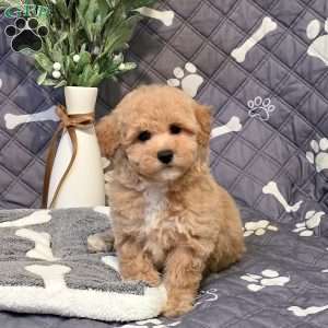 Jitterbug, Bich-Poo Puppy