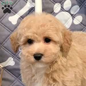 Jitterbug, Bich-Poo Puppy