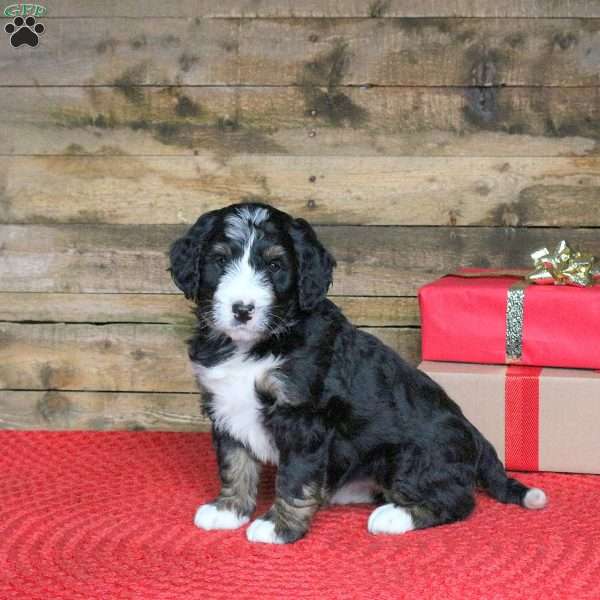 Joanna, Bernedoodle Puppy