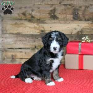 Joanna, Bernedoodle Puppy