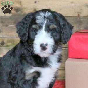 Joanna, Bernedoodle Puppy
