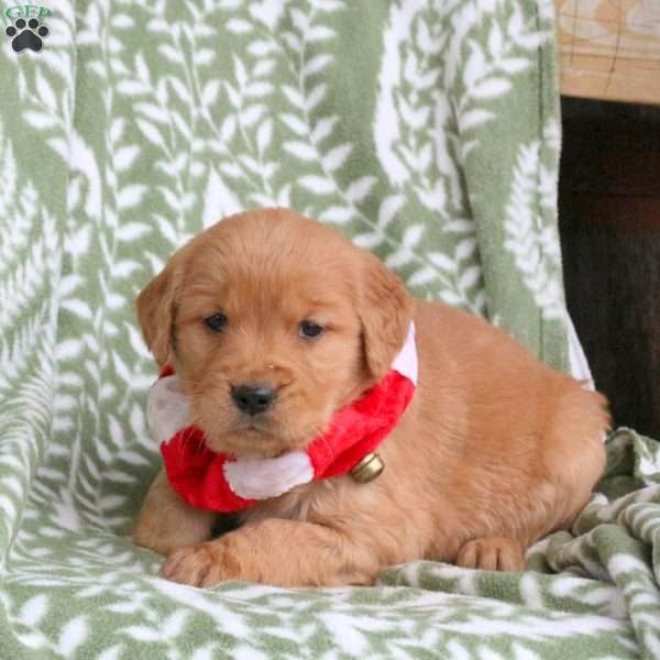 Joanne, Golden Retriever Puppy