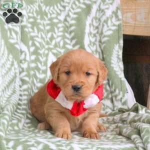 Joanne, Golden Retriever Puppy
