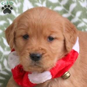 Joanne, Golden Retriever Puppy