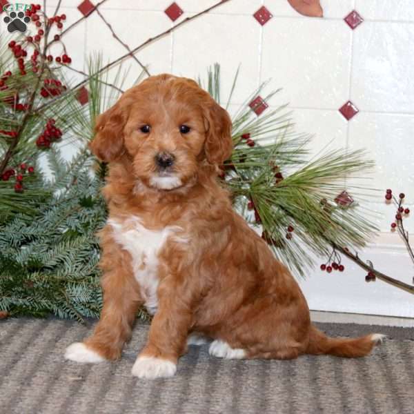 Jodi, Goldendoodle Puppy