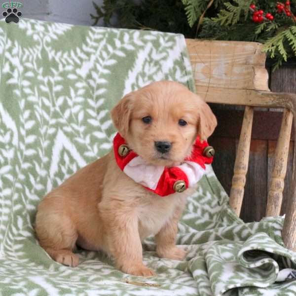 Jodie, Golden Retriever Puppy