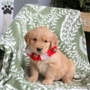 Jodie, Golden Retriever Puppy