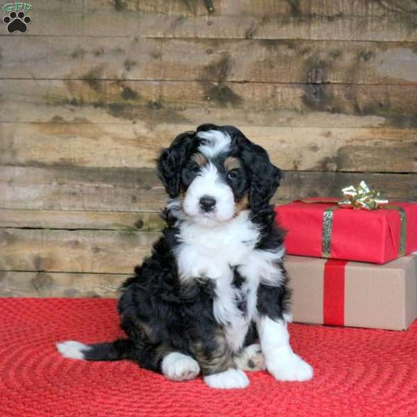 Joey, Bernedoodle Puppy