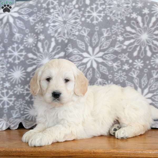 Joey-F1, Mini Goldendoodle Puppy