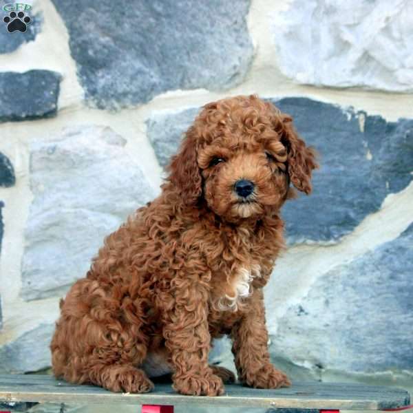 Joey, Cavapoo Puppy