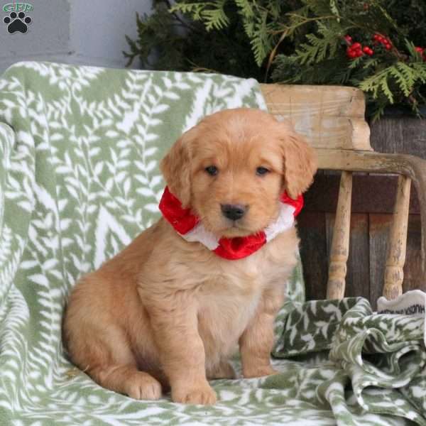 Joey, Golden Retriever Puppy