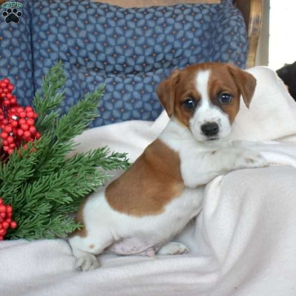 Joey, Jack Russell Terrier Puppy