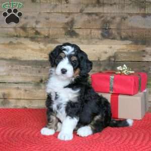 Joey, Bernedoodle Puppy