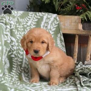Joey, Golden Retriever Puppy