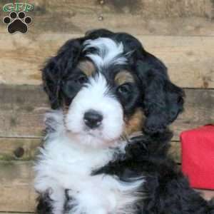 Joey, Bernedoodle Puppy