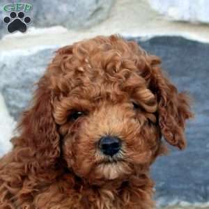 Joey, Cavapoo Puppy