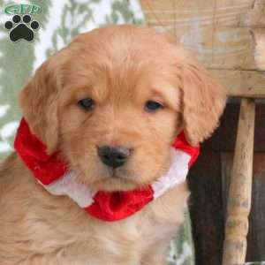 Joey, Golden Retriever Puppy