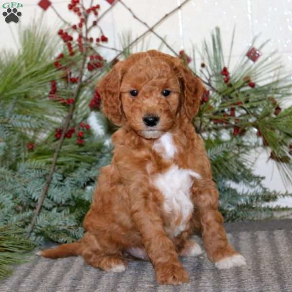 Joey, Goldendoodle Puppy