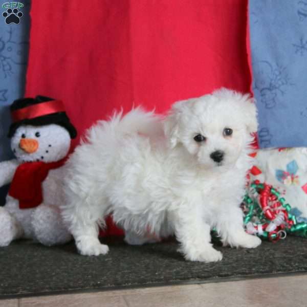Joey, Bichon Frise Puppy