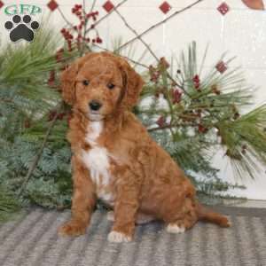 Joey, Goldendoodle Puppy