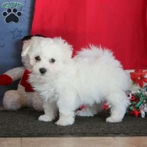 Joey, Bichon Frise Puppy