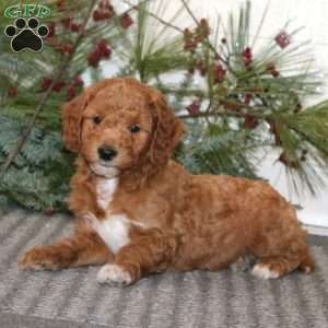 Joey, Goldendoodle Puppy