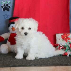 Joey, Bichon Frise Puppy