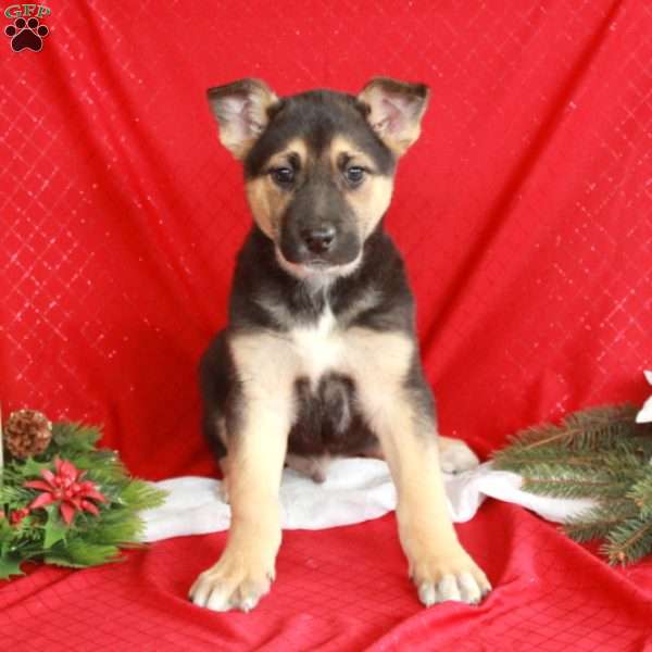 Johnny, German Shepherd Mix Puppy