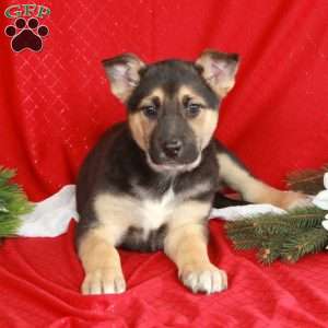 Johnny, German Shepherd Mix Puppy
