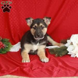 Johnny, German Shepherd Mix Puppy
